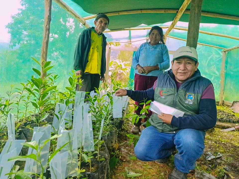 IMPULSAN FRUTICULTURA SOSTENIBLE EN ALTO INAMBARI CON INSTALACIÓN DE CÍTRICOS Y CONTROL FITOSANITARIO