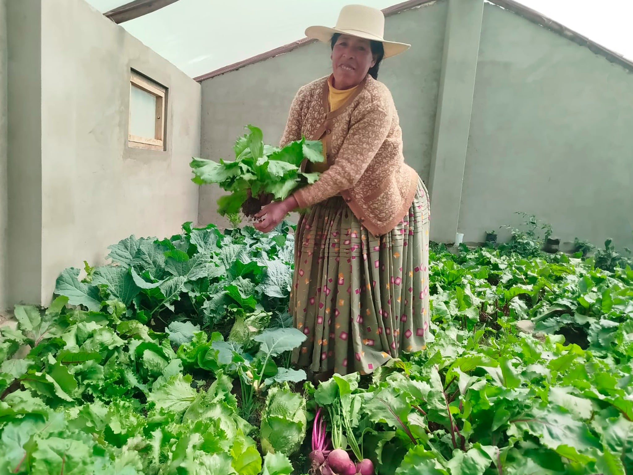 EN YUNGUYO, LAS FAMILIAS YA COSECHAN SUS PROPIAS HORTALIZAS ORGÁNICAS
