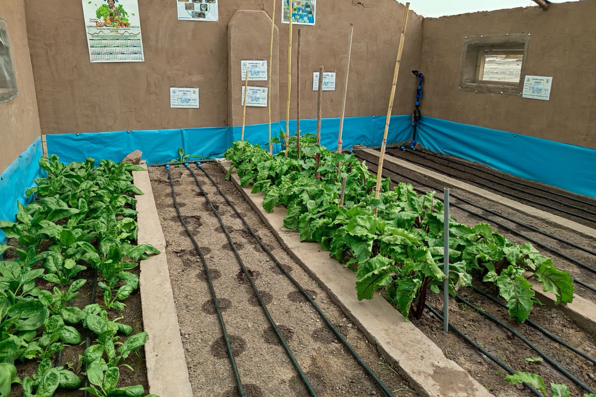 RIEGO TECNIFICADO OPTIMIZA LA PRODUCCIÓN AGRÍCOLA EN AZÁNGARO