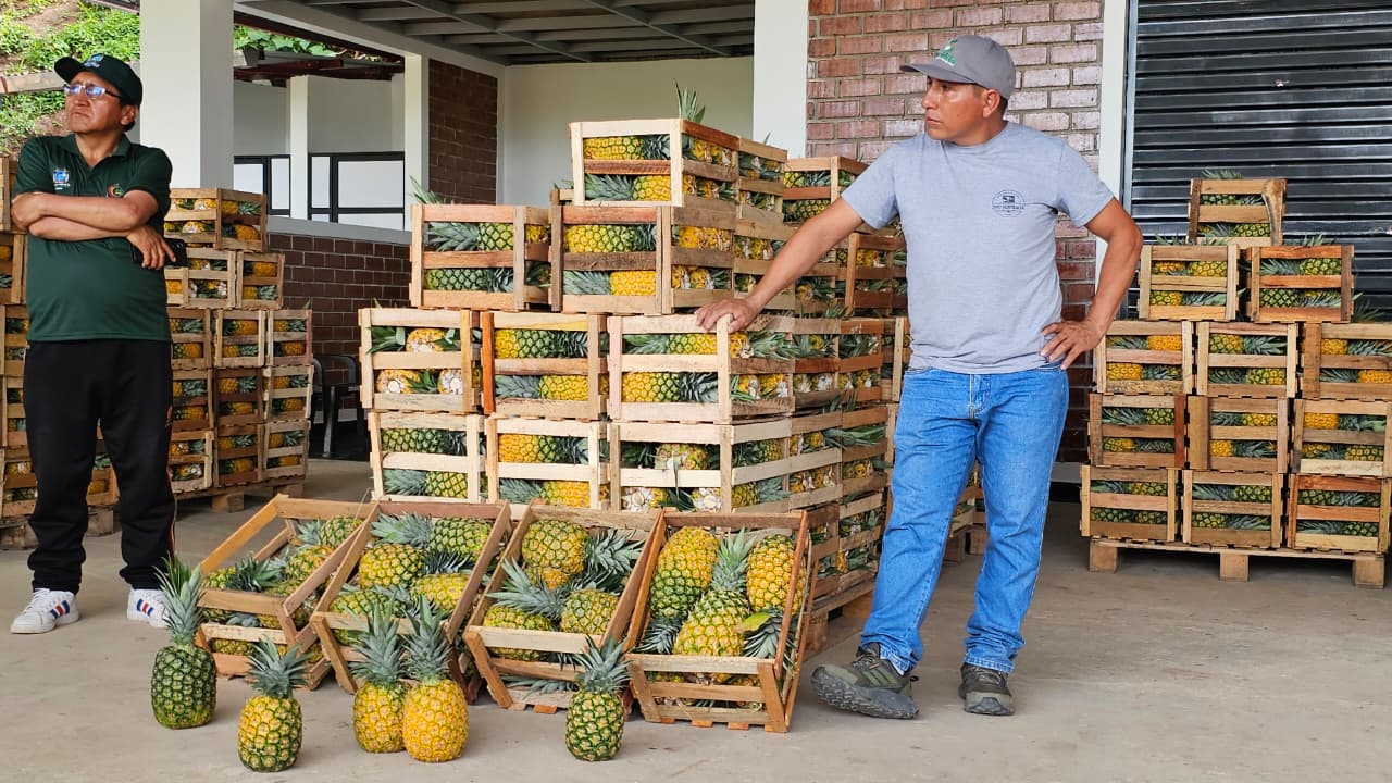 FRUTICULTORES DE LA SELVA PUNEÑA SE FORTALECEN EN PASANTÍA INTERREGIONAL EN JUNÍN