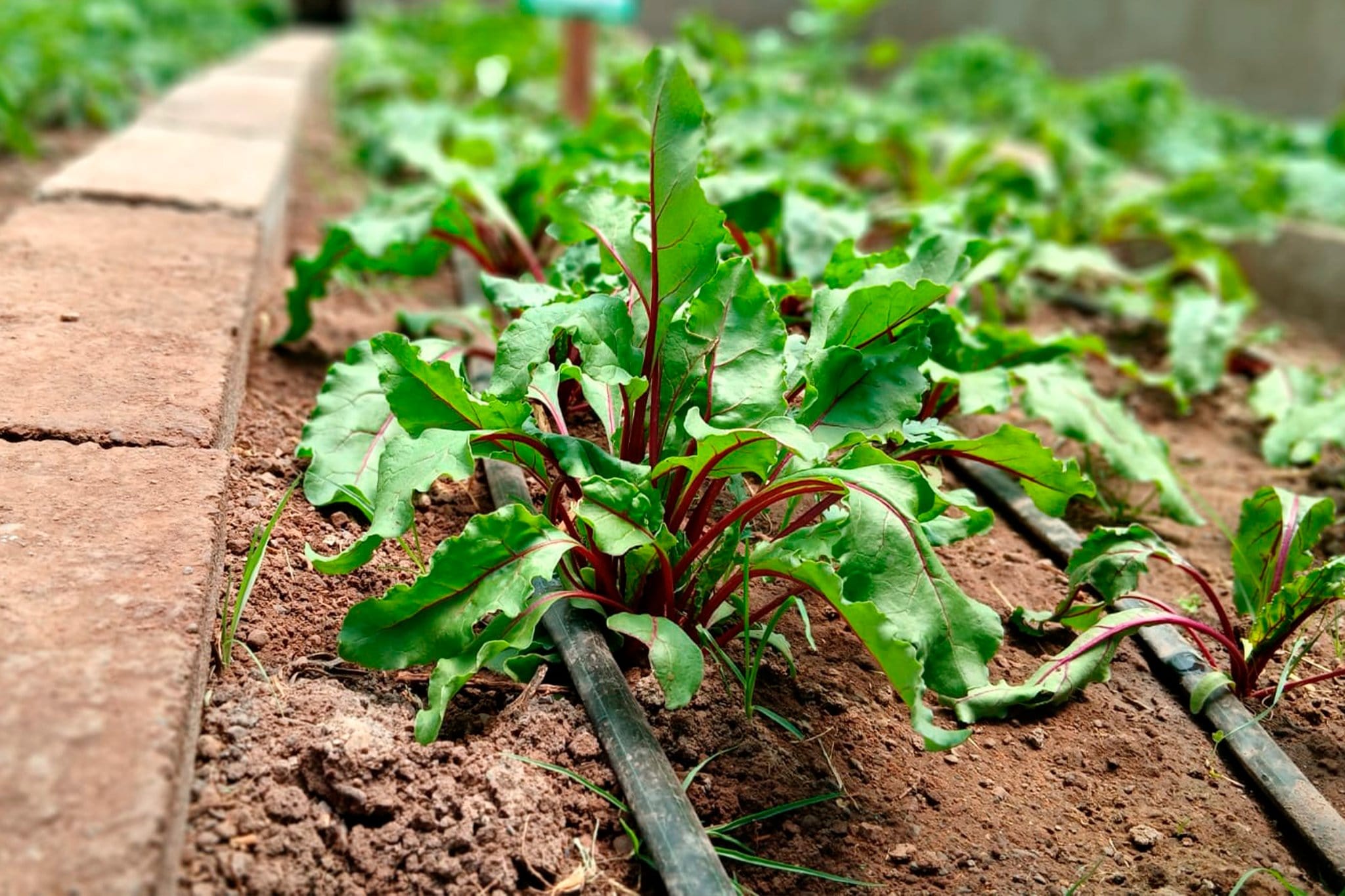 AFIANZAMOS LA PRODUCCIÓN FAMILIAR EN ATUNCOLLA