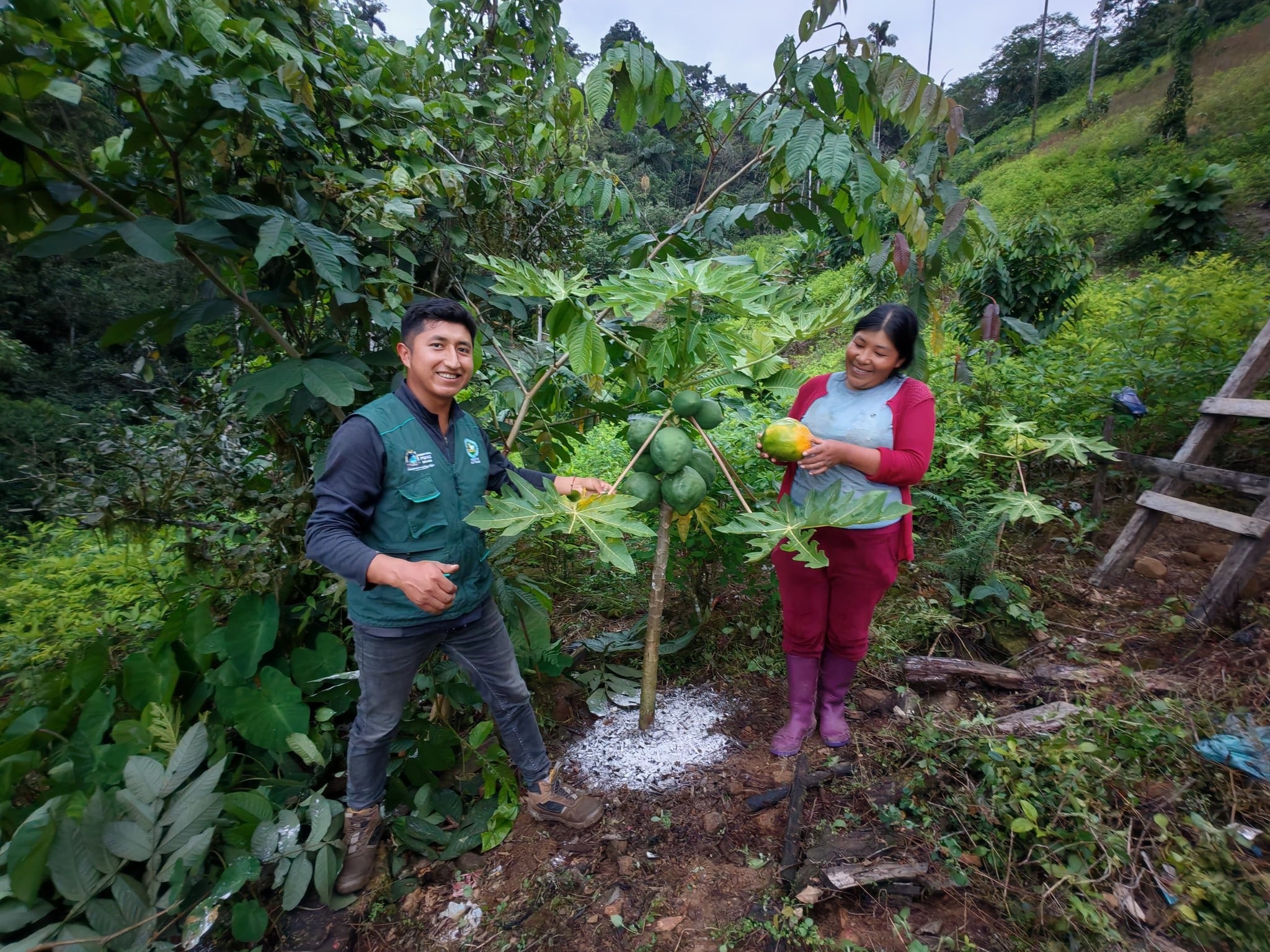 IMPULSAN FRUTICULTURA SOSTENIBLE EN LAS ESCUELAS DE CAMPO DE AYAPATA